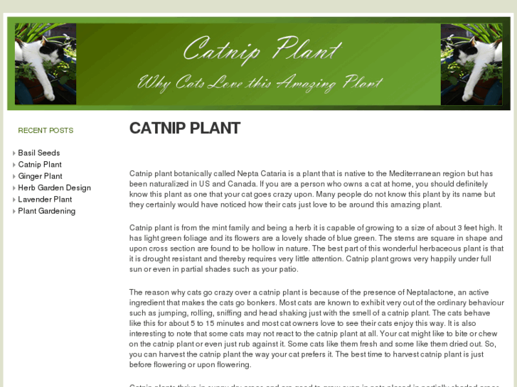 www.catnipplant.net