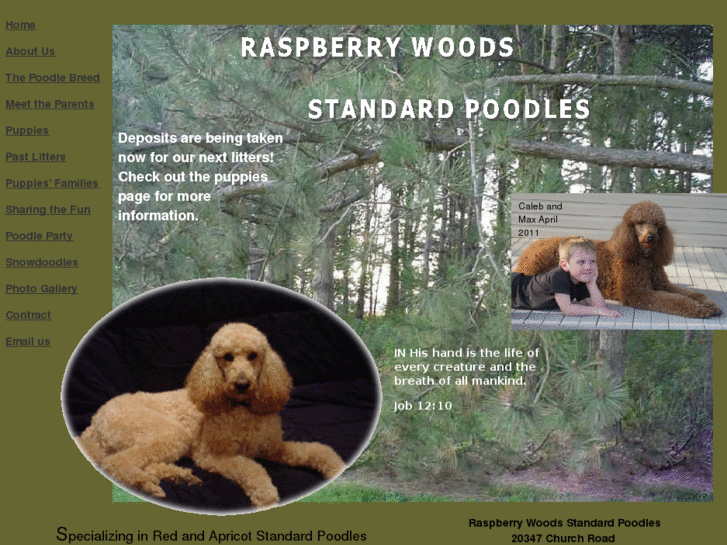 www.raspberrywoodspoodles.com