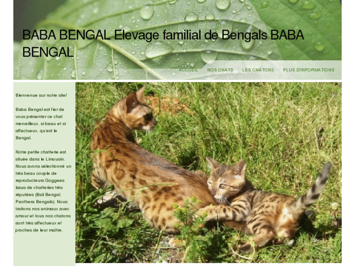 www.bengal-cat.biz