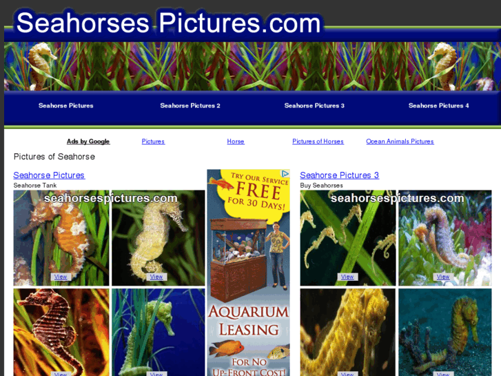 www.seahorsespictures.com