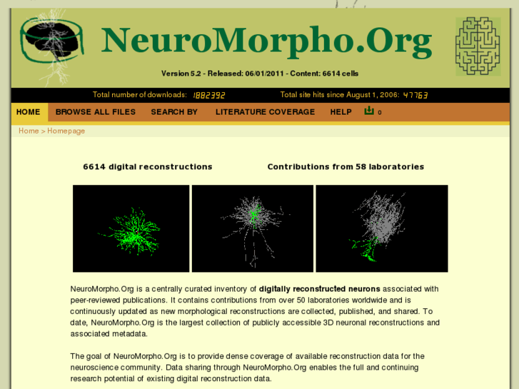 www.neuromorpho.org