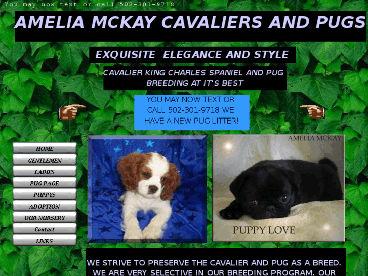 www.ameliamckaycavaliers.com