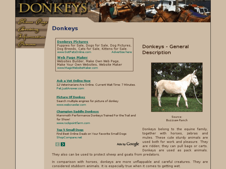 www.donkeys-donkeys.com
