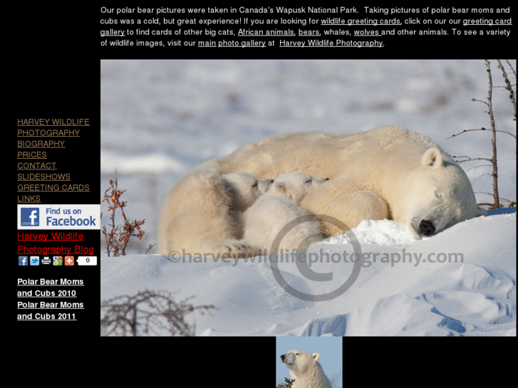 www.polarbearpictures.info