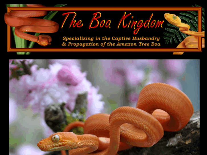 www.amazontreeboa.org