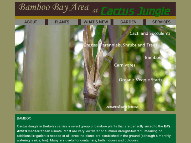 www.bamboosanfrancisco.com