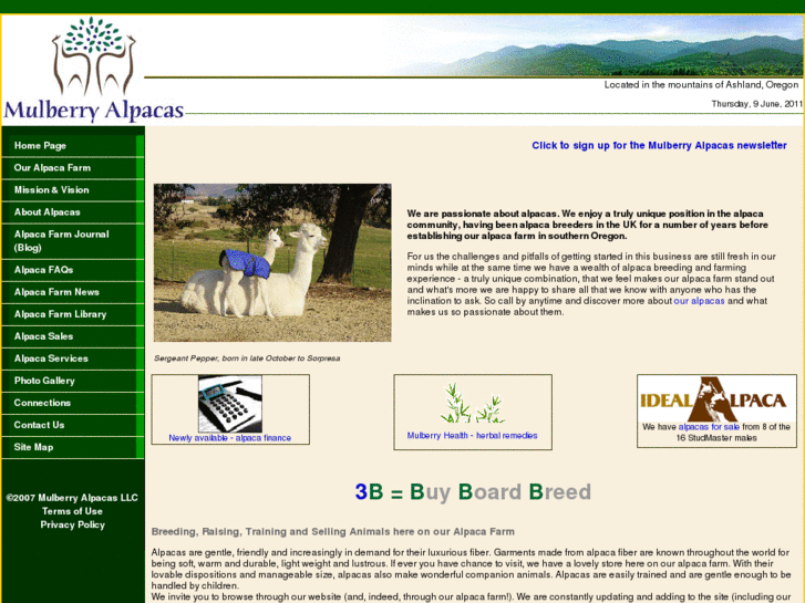 www.mulberryalpacas.com