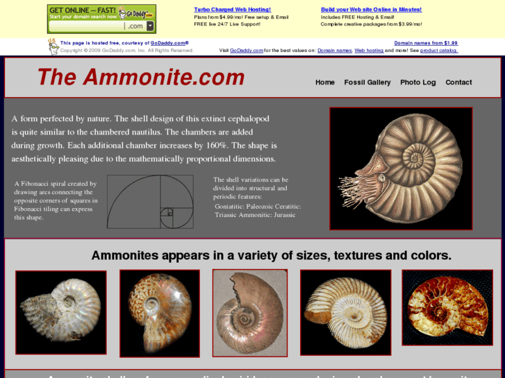 www.theammonite.com