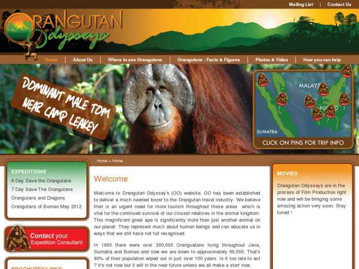 www.orangutanodysseys.com