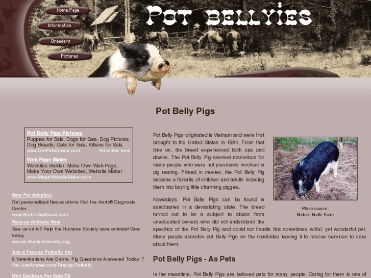 www.pot-belly-pigs.com