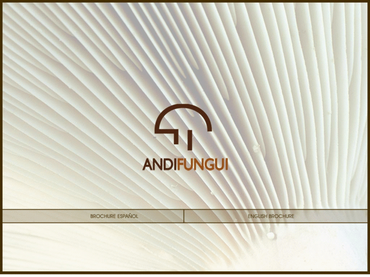 www.andifungui.com