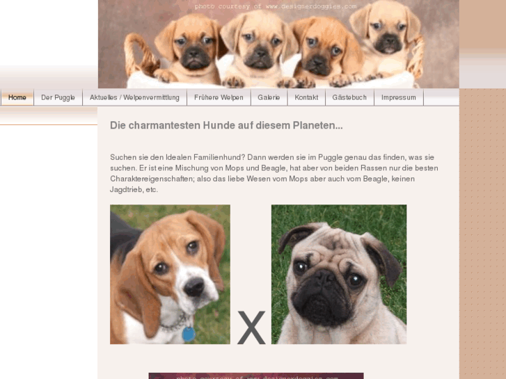 www.puggle-welpen.com