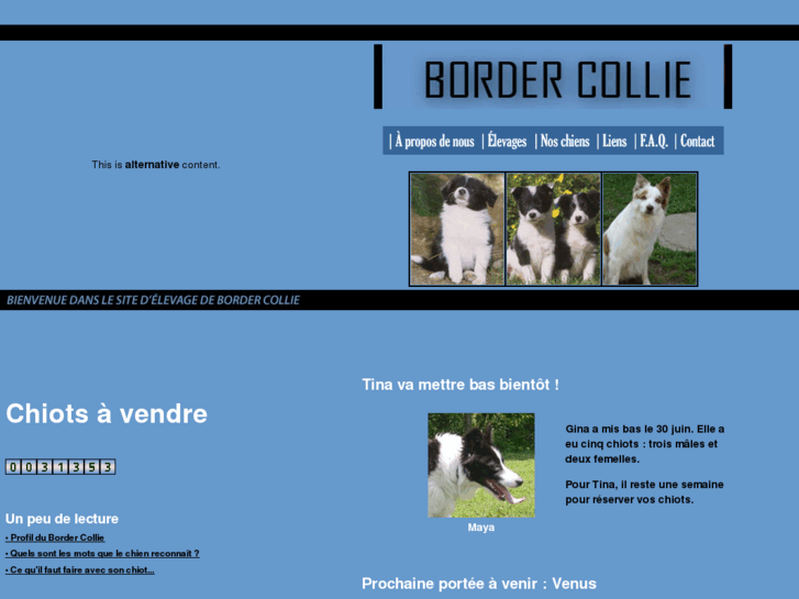 www.elevagesbordercollie.com