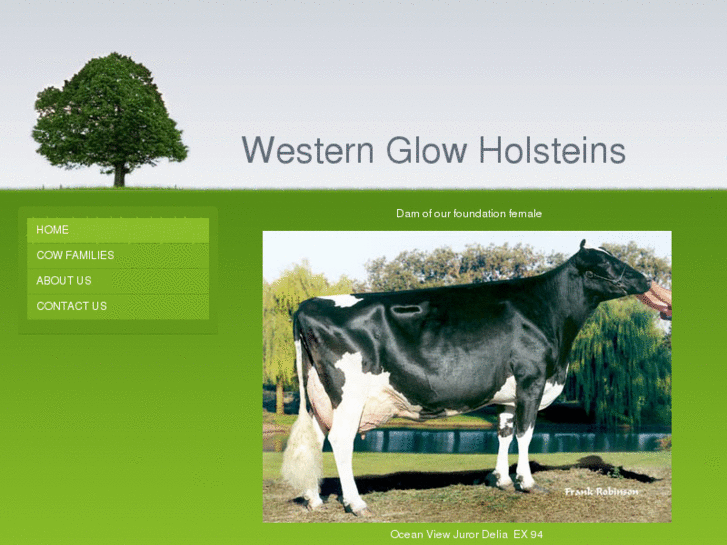 www.westernglowholsteins.com