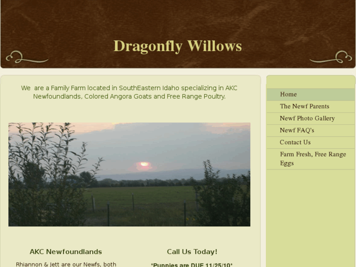 www.dragonflywillows.com