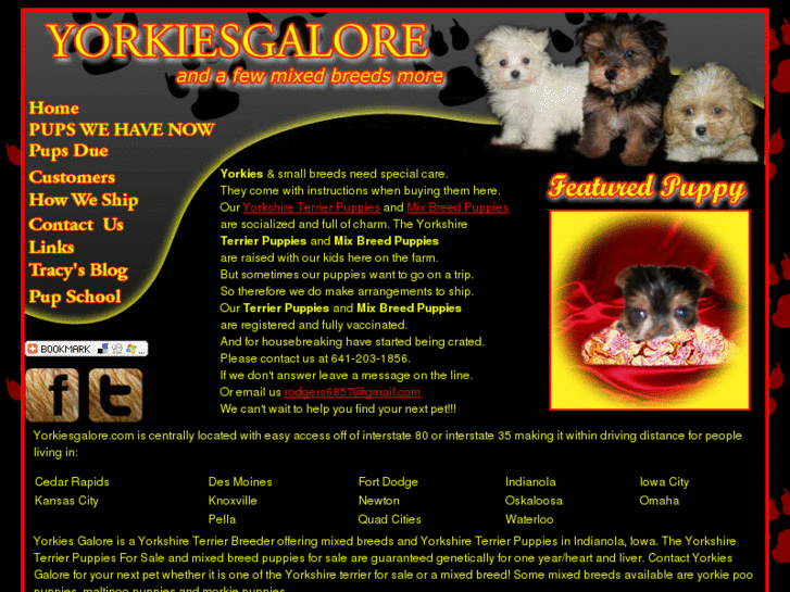 www.yorkiesgalore.com