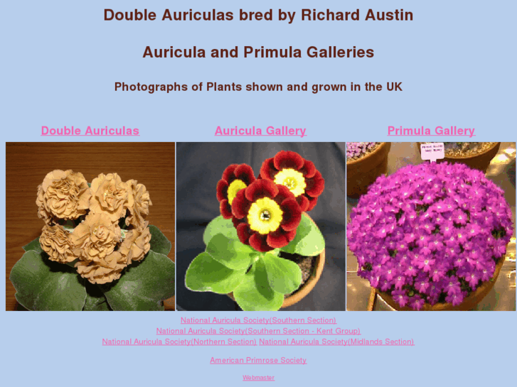 www.doubleauricula.com