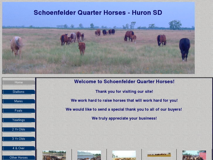 www.sjsquarterhorses.com