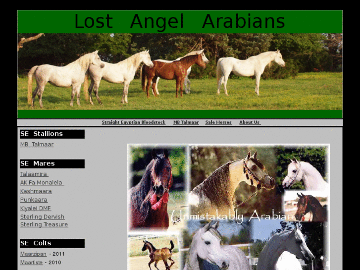 www.lostangelarabians.com