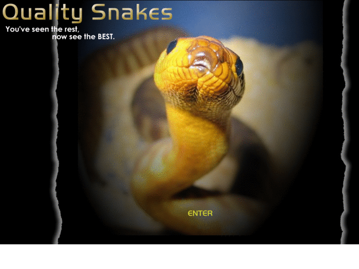 www.qualitysnakes.com