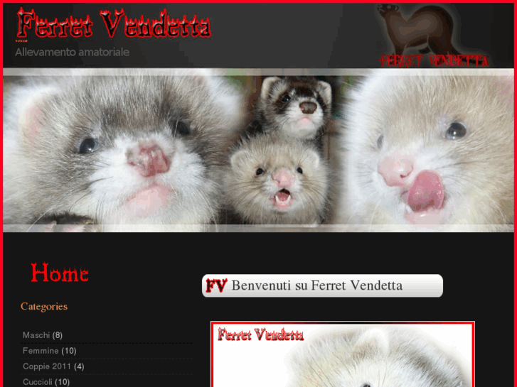 www.ferretvendetta.com