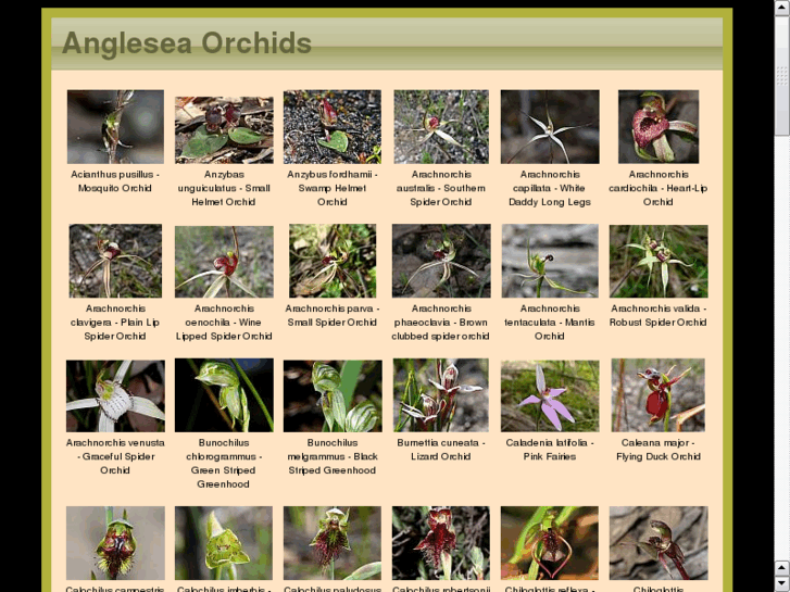 www.angleseaorchids.com