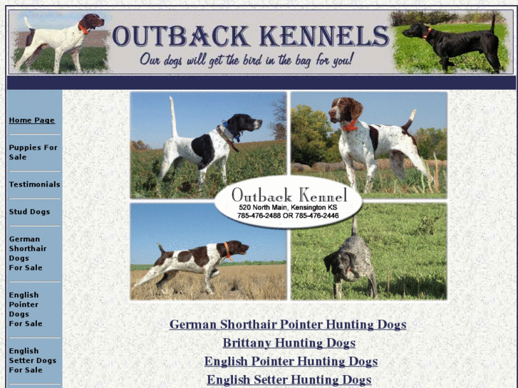 www.outbackgermanshorthairpointers.com