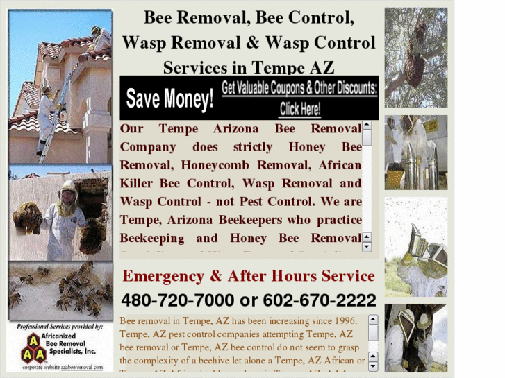 www.beeremovaltempeaz.com