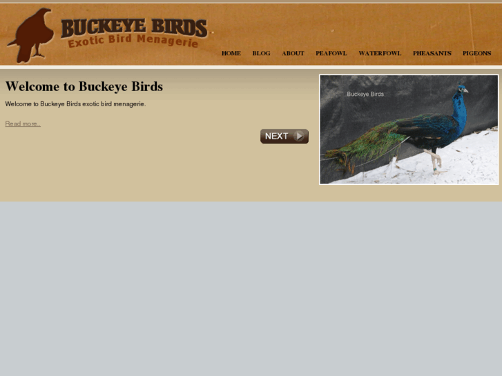 www.buckeyebirds.com