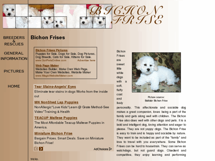 www.bichon-frise-dogs.com