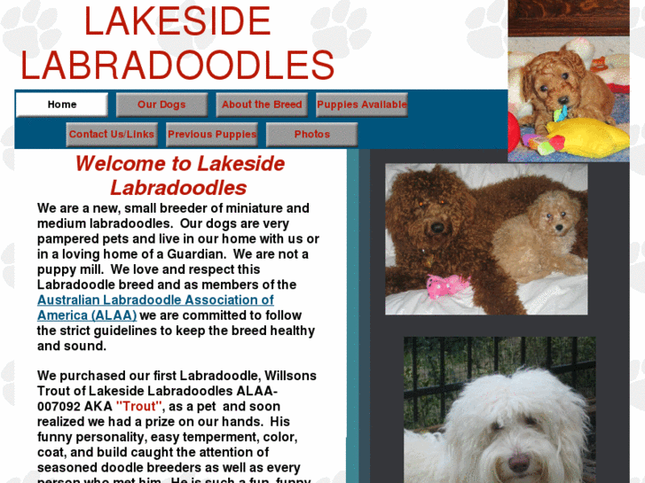 www.lakesidelabradoodles.com