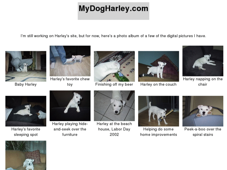 www.mydogharley.com