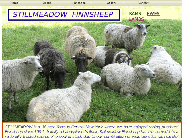 www.stillmeadowfinnsheep.com