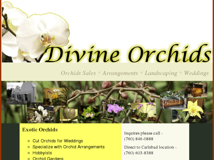 www.divineorchids.com