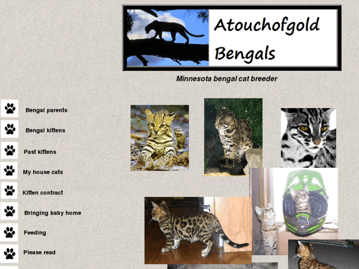 www.atouchofgoldbengals.com