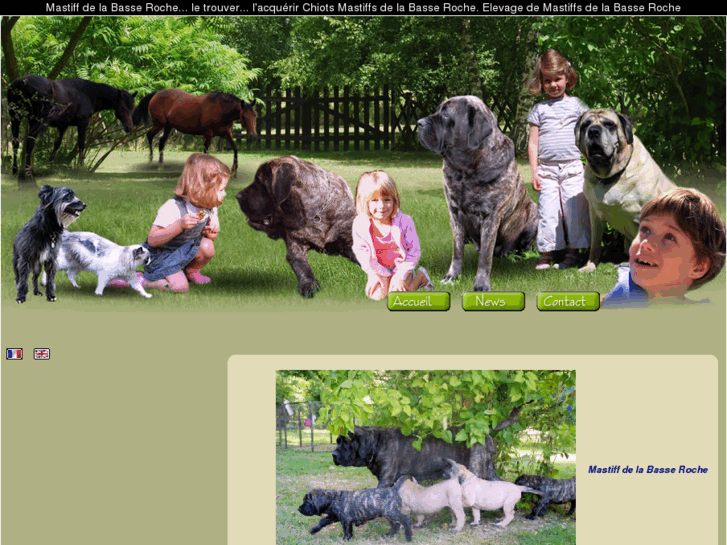 www.mastiff-bullmastiff.net