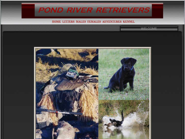 www.pondriverretrievers.com