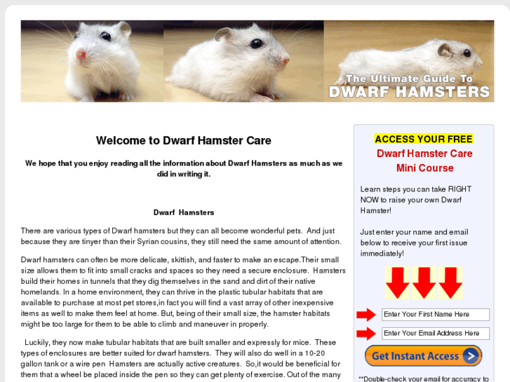 www.dwarfhamstercare.biz