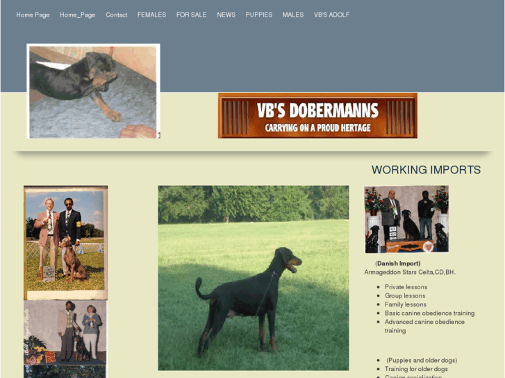 www.vbsdobermanns.net