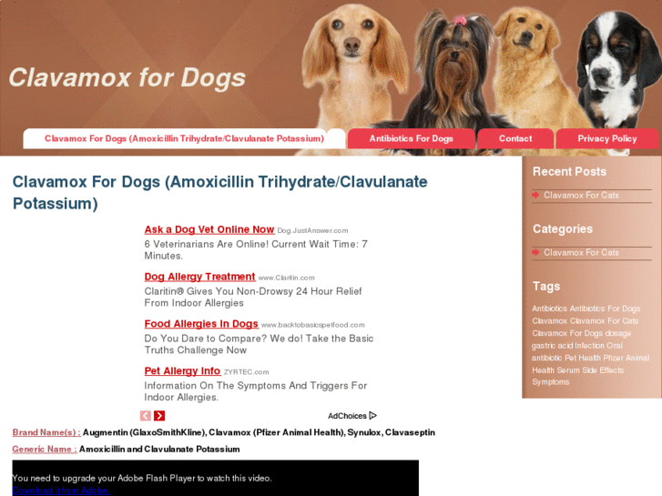 www.clavamoxfordogs.com