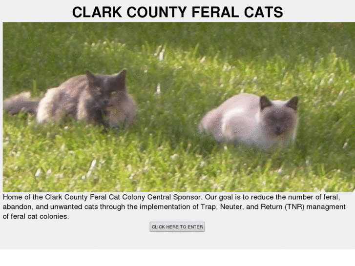 www.clarkcountyferalcats.org