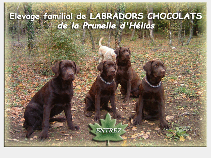 www.labrador-provence.com