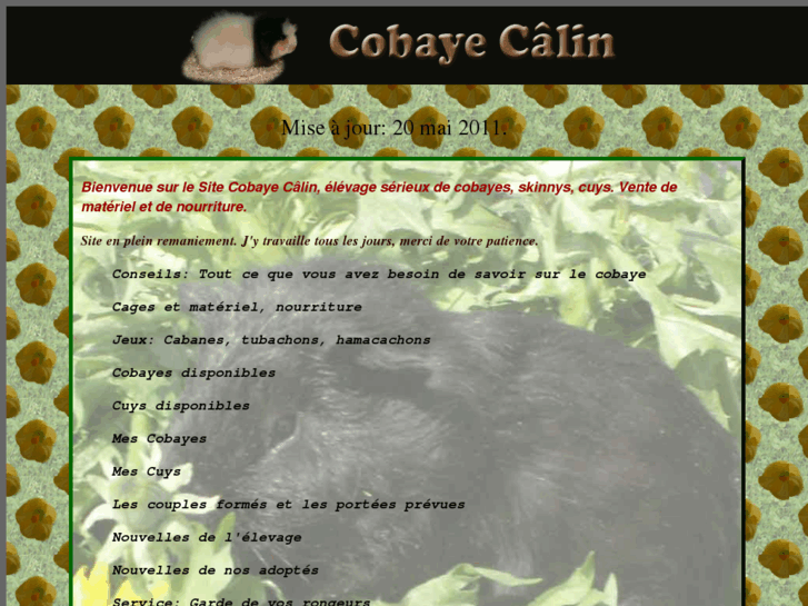 www.cobayecalin.com