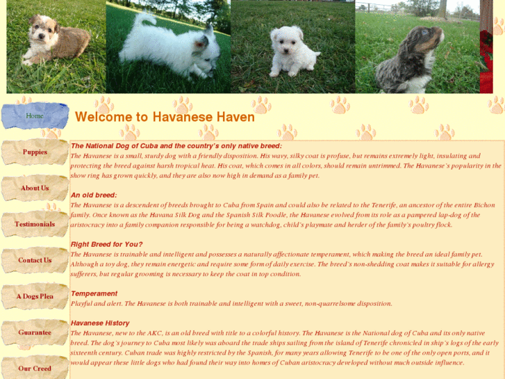 www.havanese4u.com