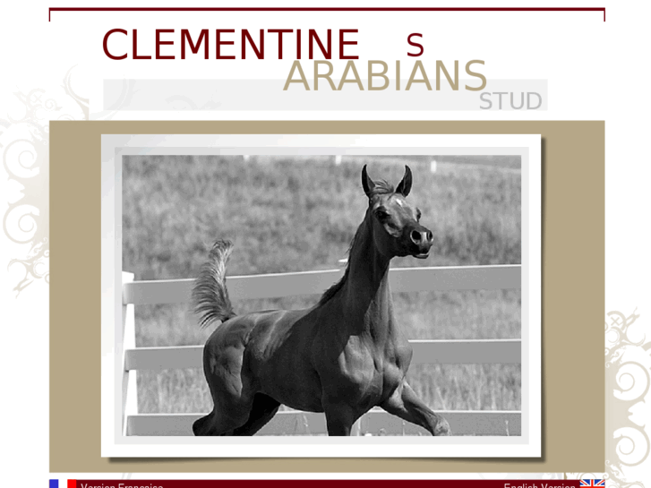 www.clementine-arabians.com