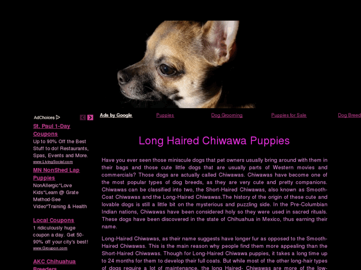 www.longhairedchiwawapuppies.com