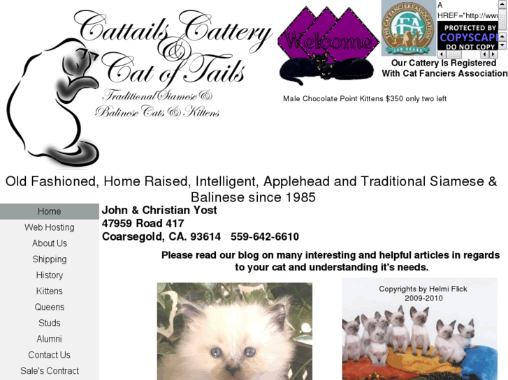 www.siamese-cattailscattery.com