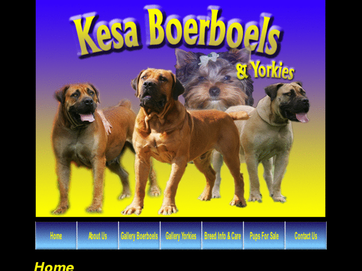 www.kesaboerboels-yorkies.com