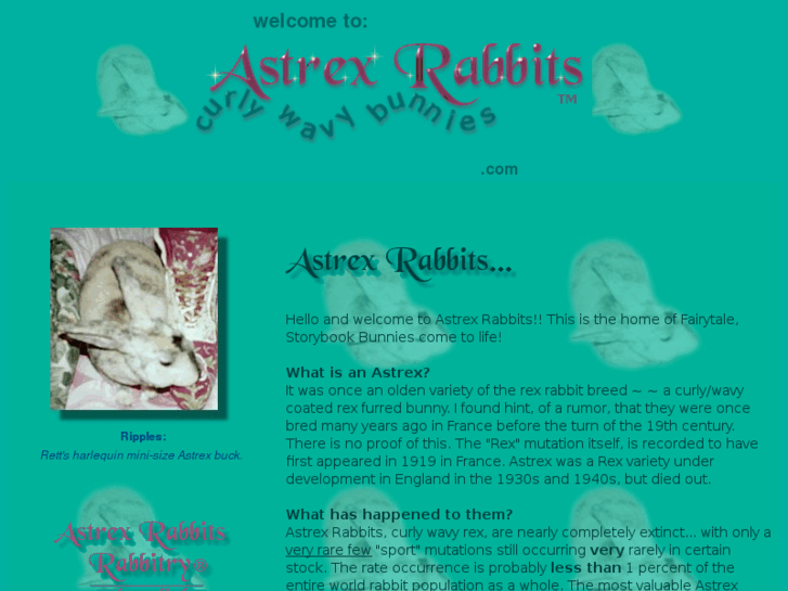 www.astrexrabbits.com