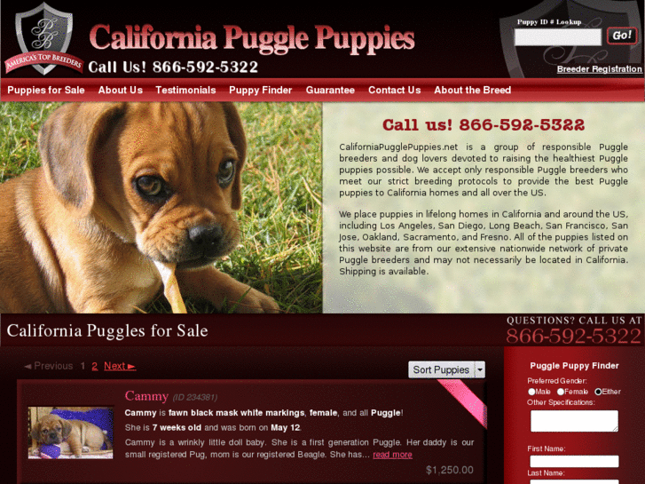 www.californiapugglepuppies.net